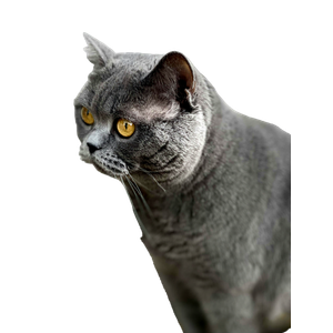 Charming Close Up Portrait Of A Gray British Shorthair Cat With Striking Yellow Eyes. 13992 - Cat PNG image with transparent background